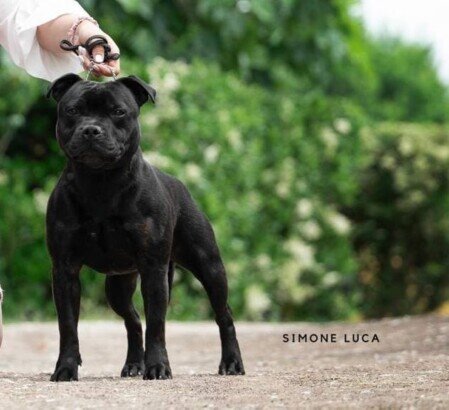 Te Ora Magic Red Rum - Staffordshire Bull Terrier nero